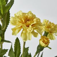 Marigold Spray Yellow