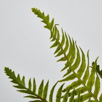 Blechnum Fern Bush