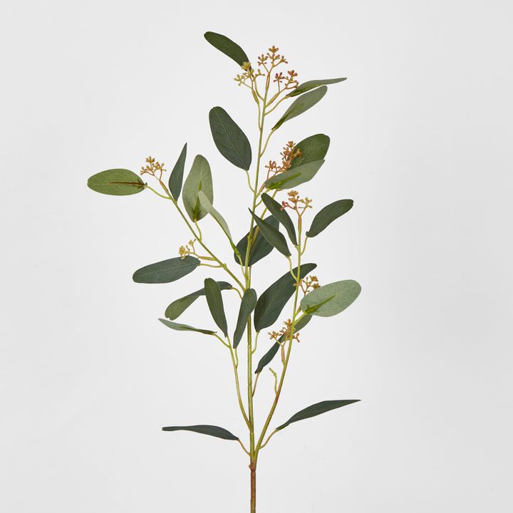 Eucalyptus Spray with Seed