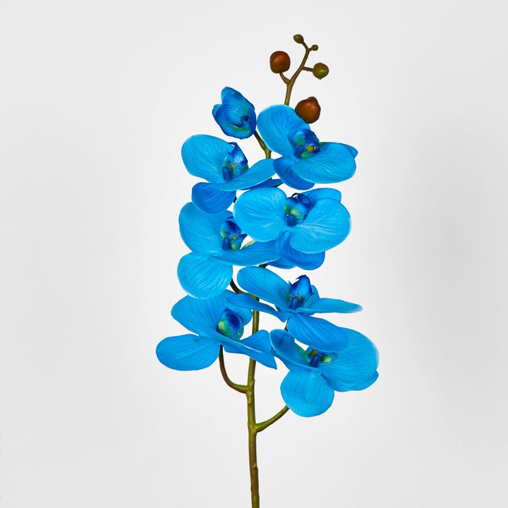 Blue Phalaenopsis Orchid 7 Flowers one Bud