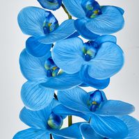 Blue Phalaenopsis Orchid 7 Flowers one Bud