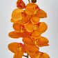 Orange Phalaenopsis Orchid 7 Flowers one Bud