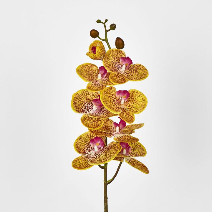 Yellow Phalaenopsis Orchid 7 Flowers one Bud