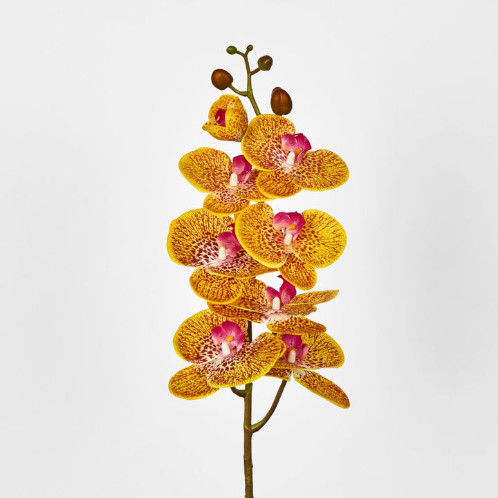 Yellow Phalaenopsis Orchid 7 Flowers one Bud