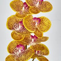 Yellow Phalaenopsis Orchid 7 Flowers one Bud