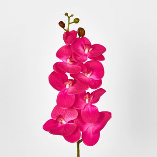 Hot Pink Phalaenopsis Orchid 7 Flowers one Bud