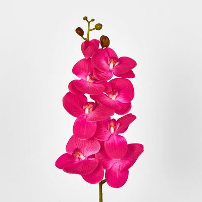 Hot Pink Phalaenopsis Orchid 7 Flowers one Bud