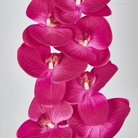 Hot Pink Phalaenopsis Orchid 7 Flowers one Bud