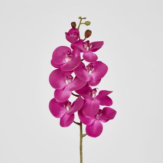 Purple Phalaenopsis Orchid 7 Flowers one Bud