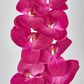 Purple Phalaenopsis Orchid 7 Flowers one Bud