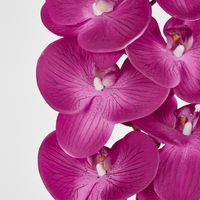 Purple Phalaenopsis Orchid 7 Flowers one Bud