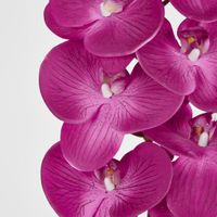 Purple Phalaenopsis Orchid 7 Flowers one Bud