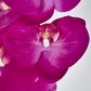 Purple Phalaenopsis Orchid 7 Flowers one Bud