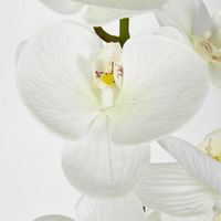 White Phalaenopsis Orchid 7 Flowers one Bud