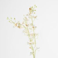 Dendrobium Spray White