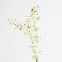 White Dendrobium Spray