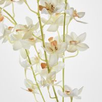 Dendrobium Spray White