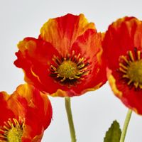 Mini Poppy Spray Orange