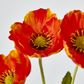 Orange Poppy Spray 3 Flowers 1 bud