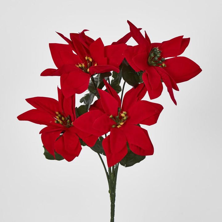 Poinsettia Bush Red Box of 60