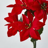 Poinsettia Bush Red Box of 60