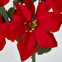 Poinsettia Bush Red Box of 60
