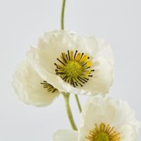 Mini Poppy Spray White