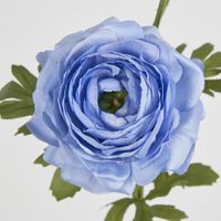 Ranunculus Spray x 3 Blue