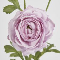 Ranunculus Spray x 3 Purple