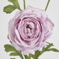 Dusty Lavender Ranunculus Spray x 3