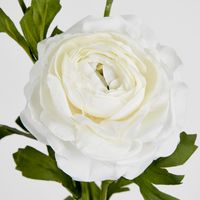 White Ranunculus Spray x 3