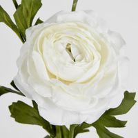 Ranunculus Spray x 3 White
