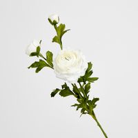 White Ranunculus Spray x 3