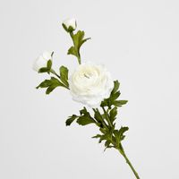 Ranunculus Spray x 3 White