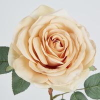 Butter Cream Rose 63cm