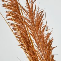 Brown Pampas grass Spray