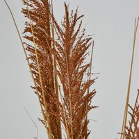 Brown Pampas grass Spray
