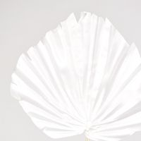 White Palm Leaf