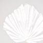 White Palm Leaf