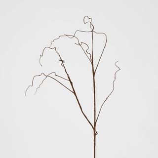 Brown Twig