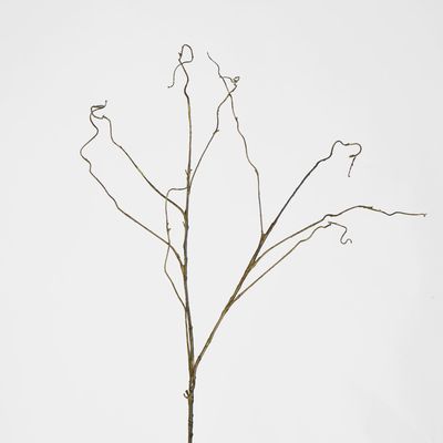 Dark Brown Twig