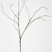 Dark Brown Twig