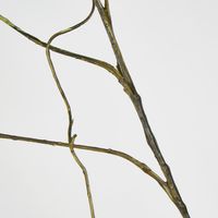 Dark Brown Twig