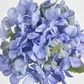 Blue Hydrangea