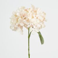 Blush Pink Hydrangea