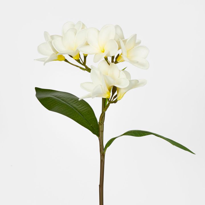 White Plumeria Spray