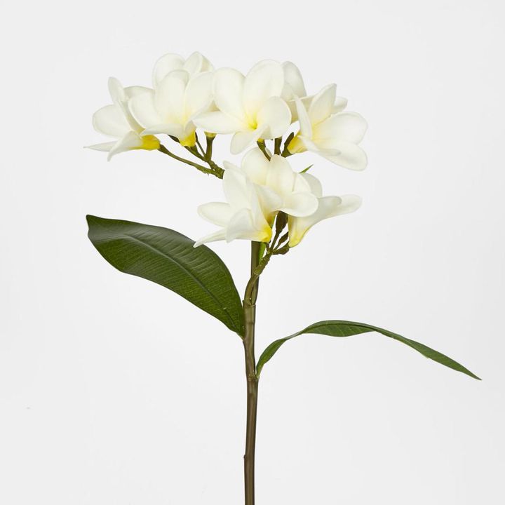 White Frangipani Spray