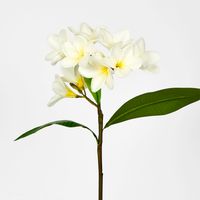 White Plumeria Spray