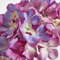 Purple Hydrangea