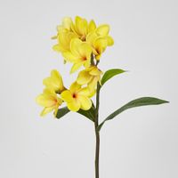Yellow Frangipani Spray